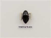 藏品(龍蝨、牙蟲)的圖片